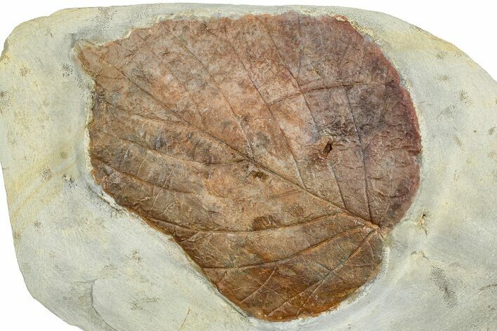 Paleocene Fossil Leaf (Davidia) - Montana #377907